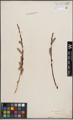 Foto von Salix daphnoides Vill.